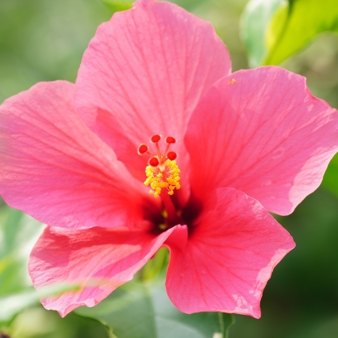 Pink Hibiscus Flower